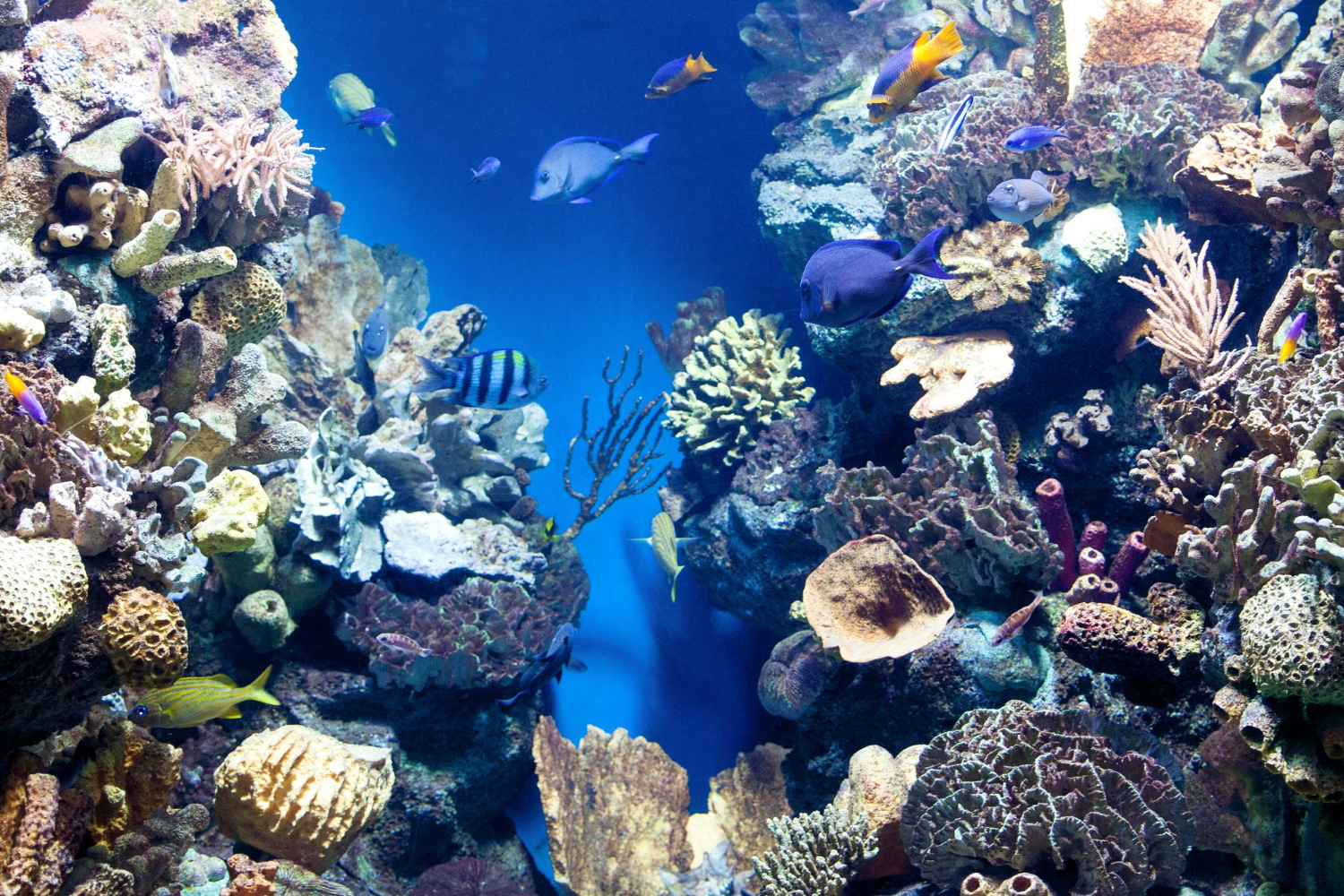 The Belize Barrier Reef Has Beef: A Call to Protect Our Precious Marine ...